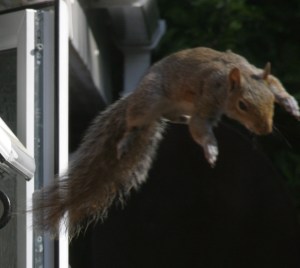 Flying Squirrel
