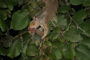 Thieving Squirrel