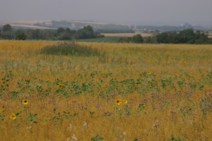 Charente View