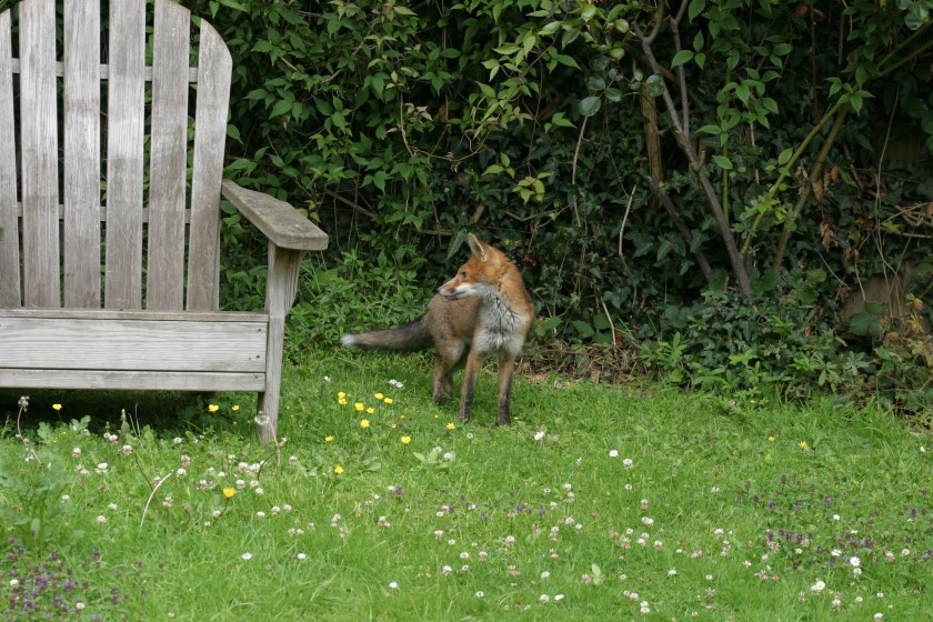 Fox In The Garden