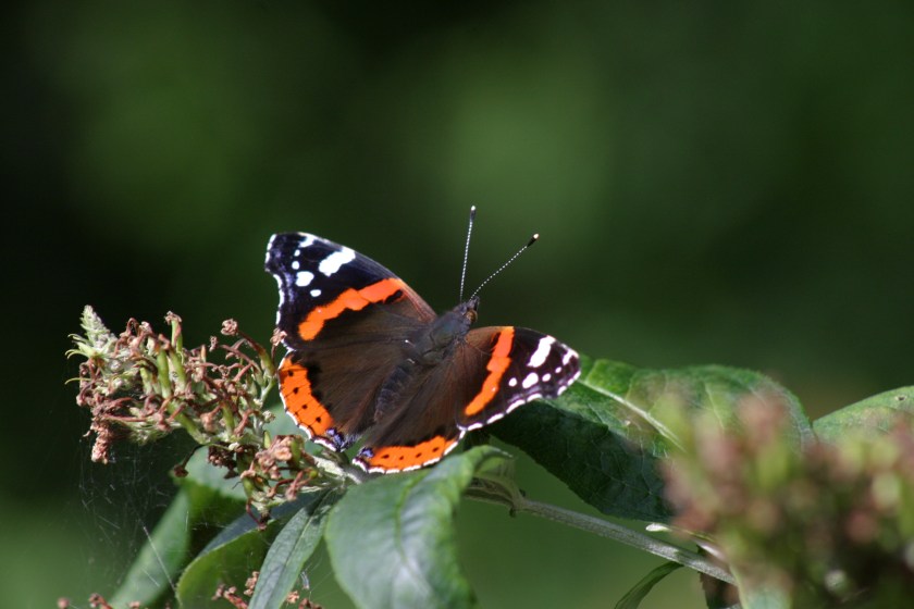 Red Admiral - Vanessa Atalanta Red Admiral - Vanessa Atalanta