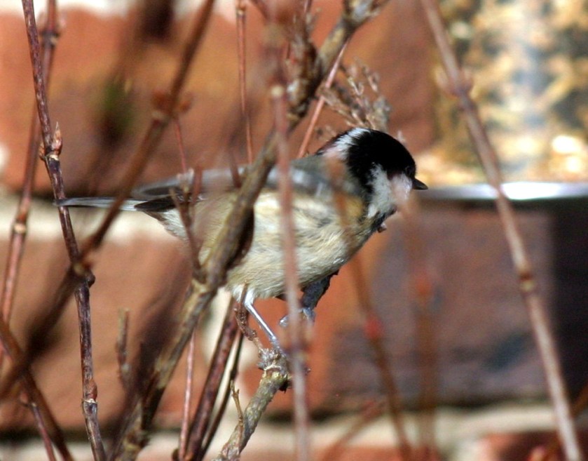 Coal Tit - Ready For Launch