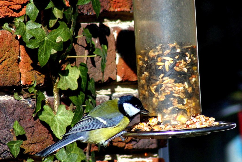 Great Tit