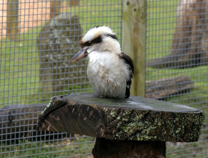 Kookaburra - Marwell