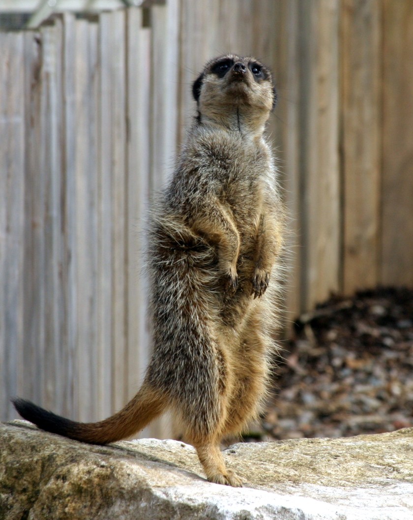 Meerkat - Marwell