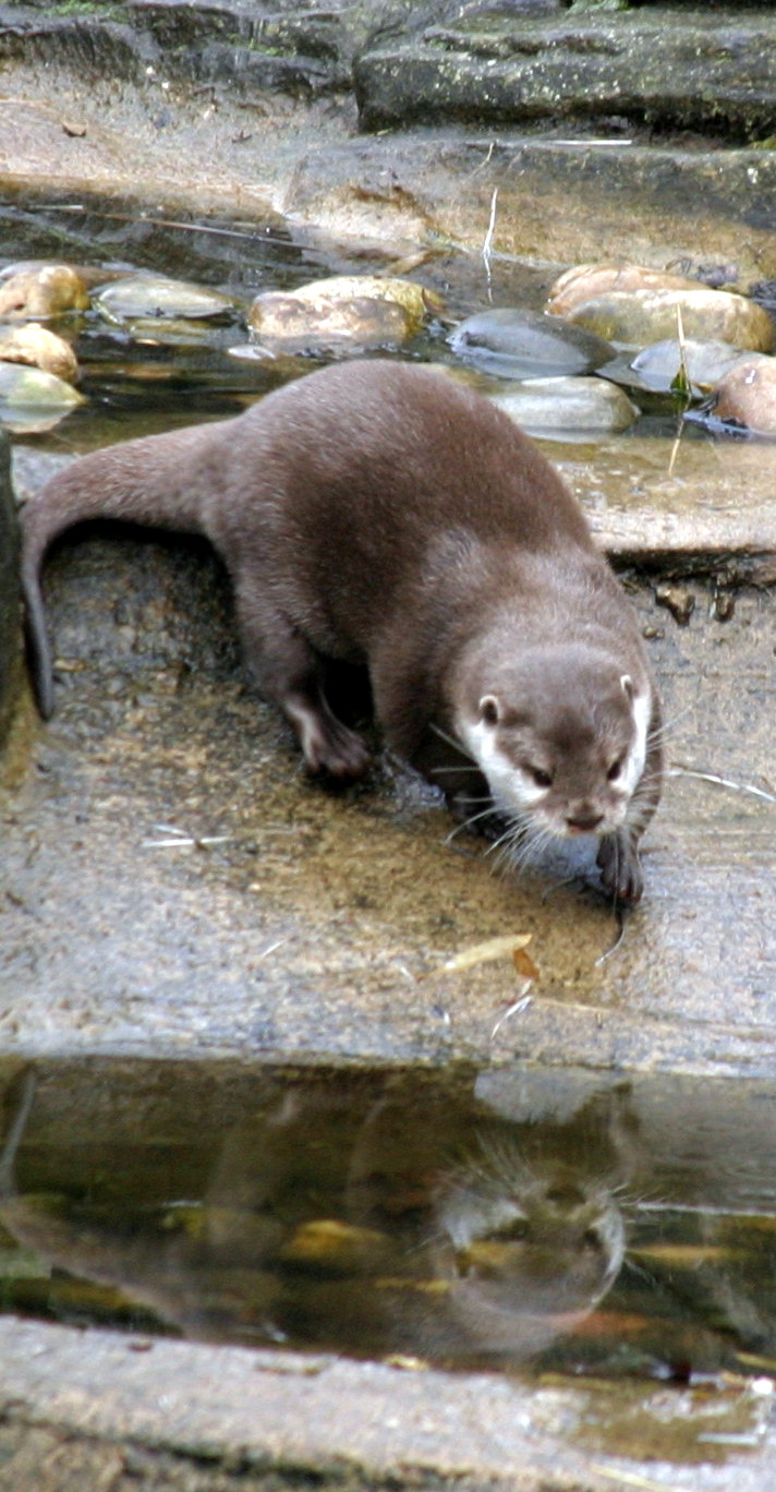 Otters - Marwell
