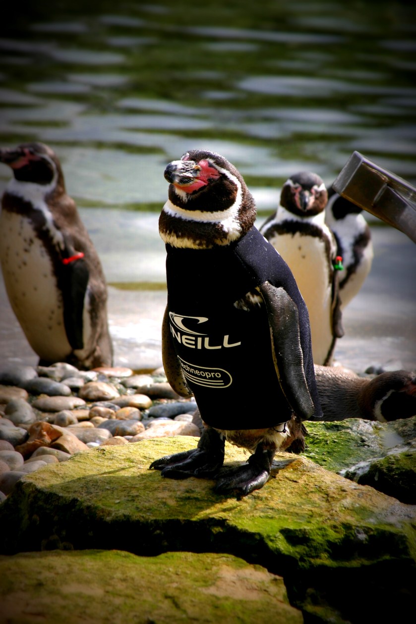 Ralph - Marwell Wildlife Park