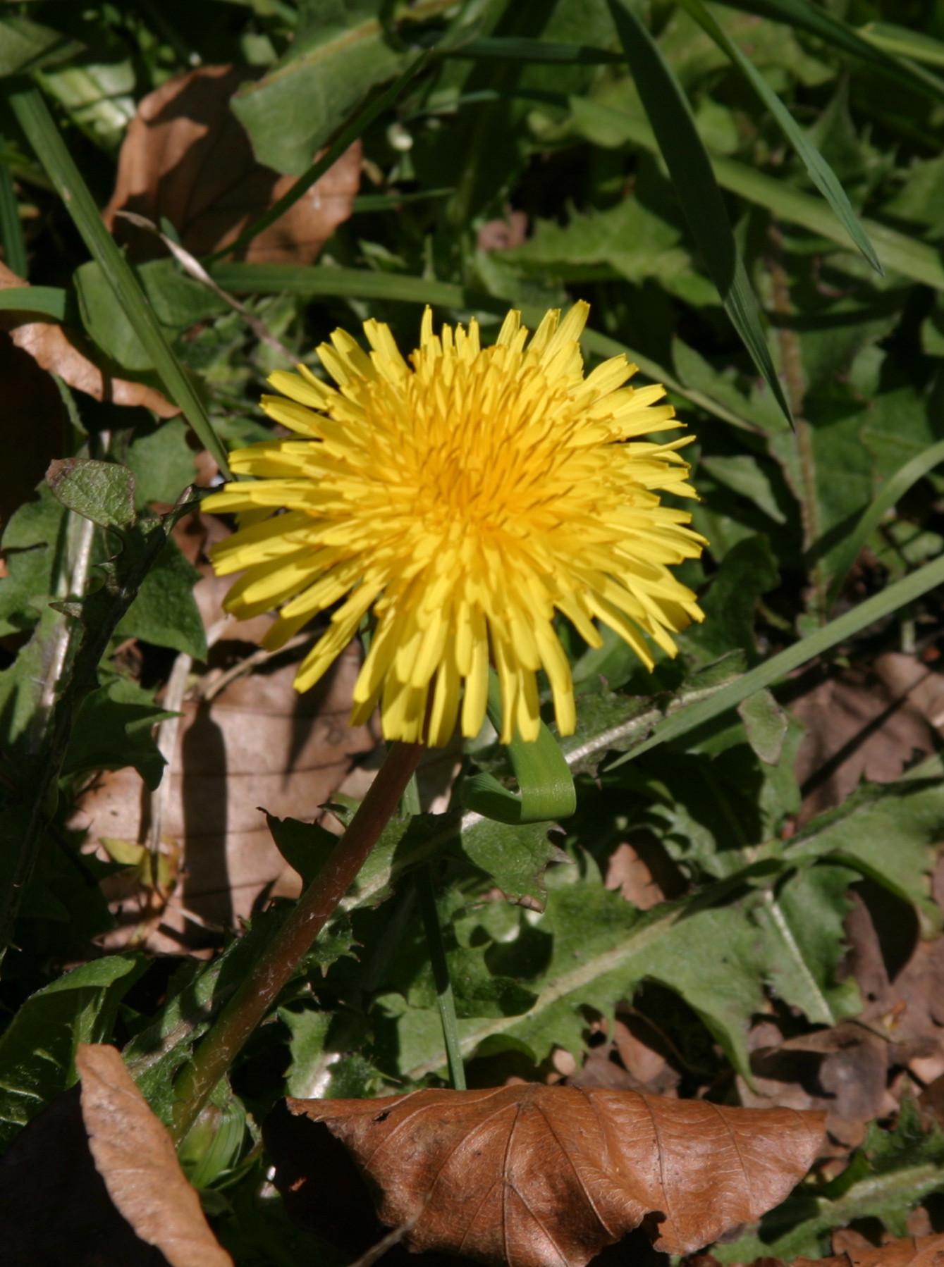 Dandelion