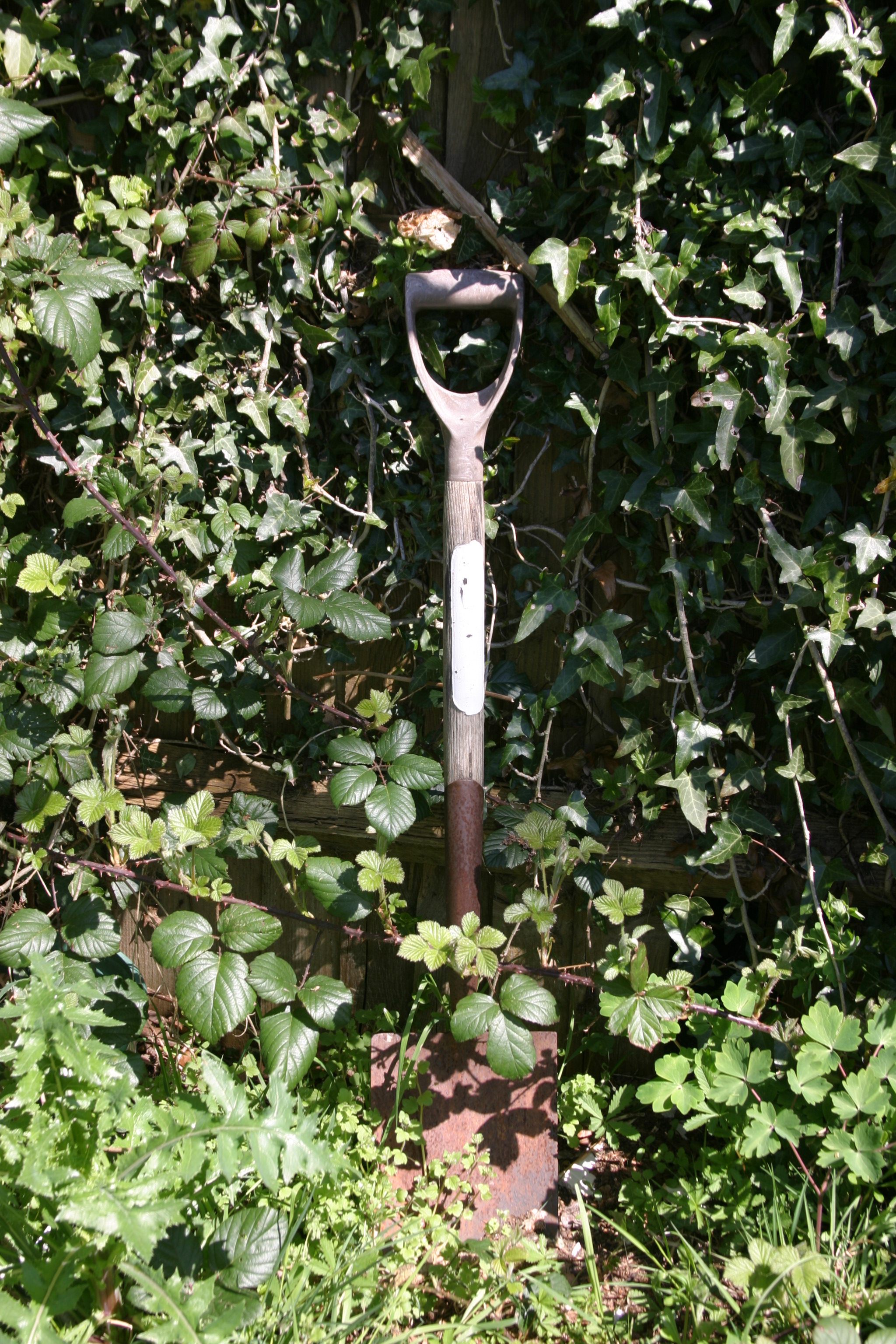 Even my spade is over grown.