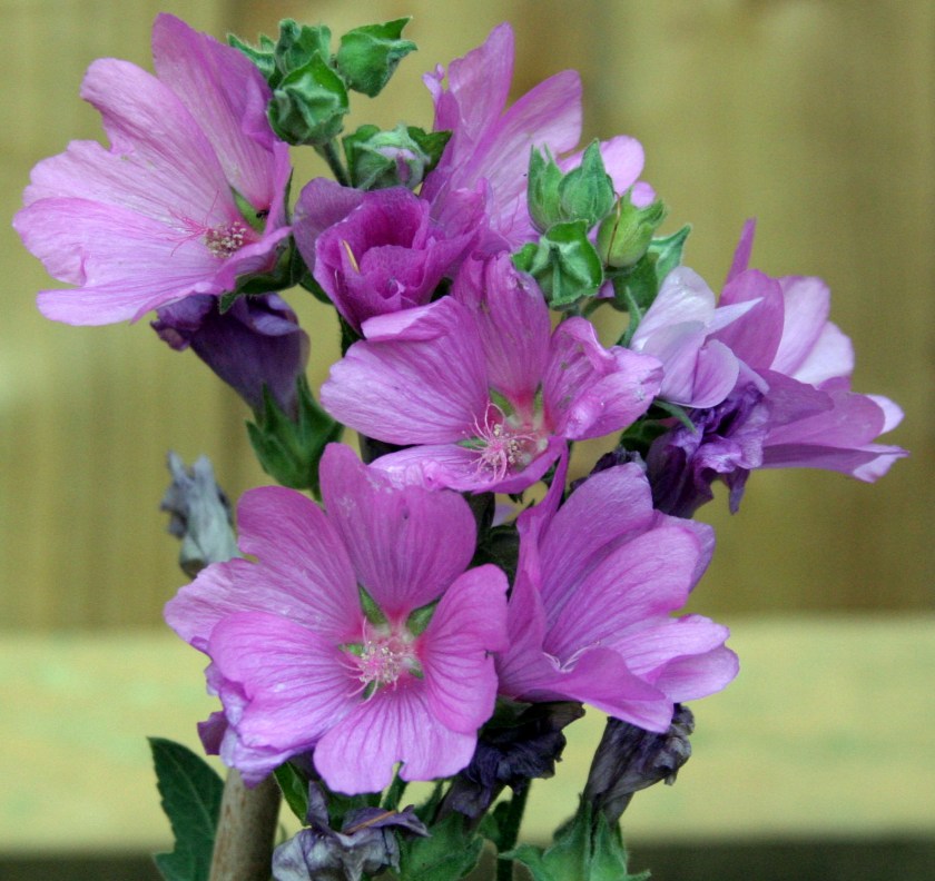 Lavatera - Candy Floss