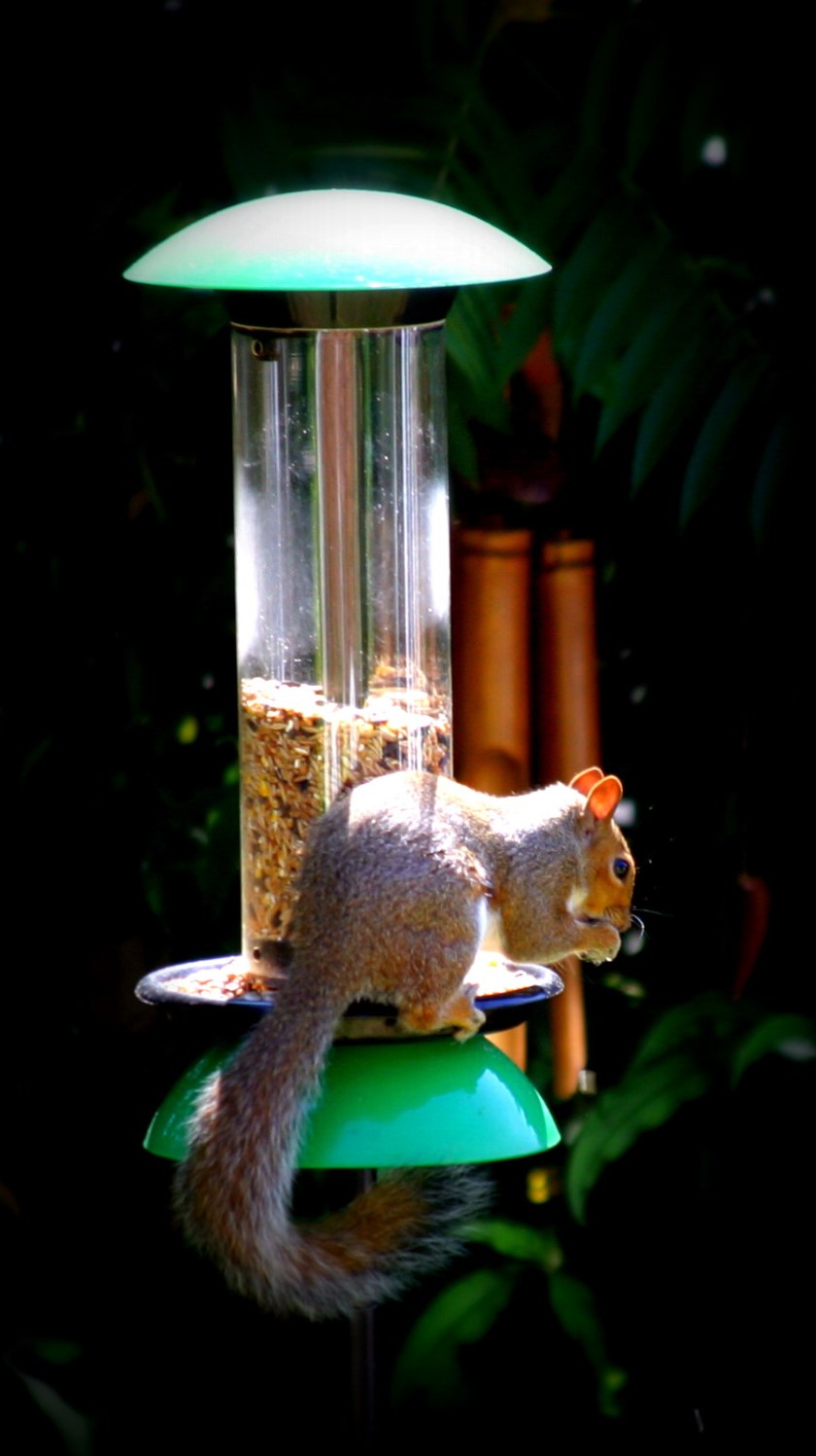 Thieving Squirrel