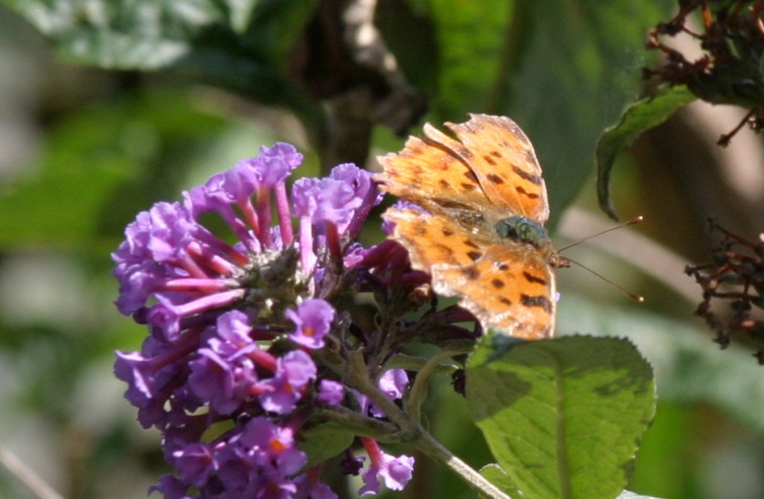 Comma Insecta: Lepidoptera : Family Nymphalidae: Subfamily Nymphalinae : Genus Polygonia: Species c-album