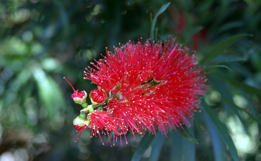 Bottle_Brush_IMG_9274