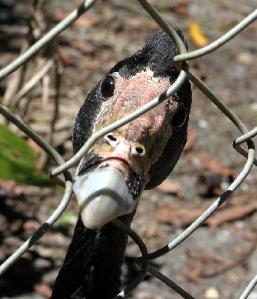 Goose_Cropped_IMG_9222