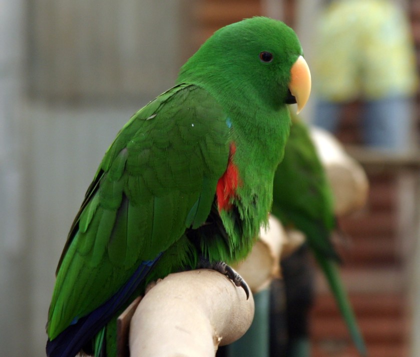 Green_Parrot_IMG_9314