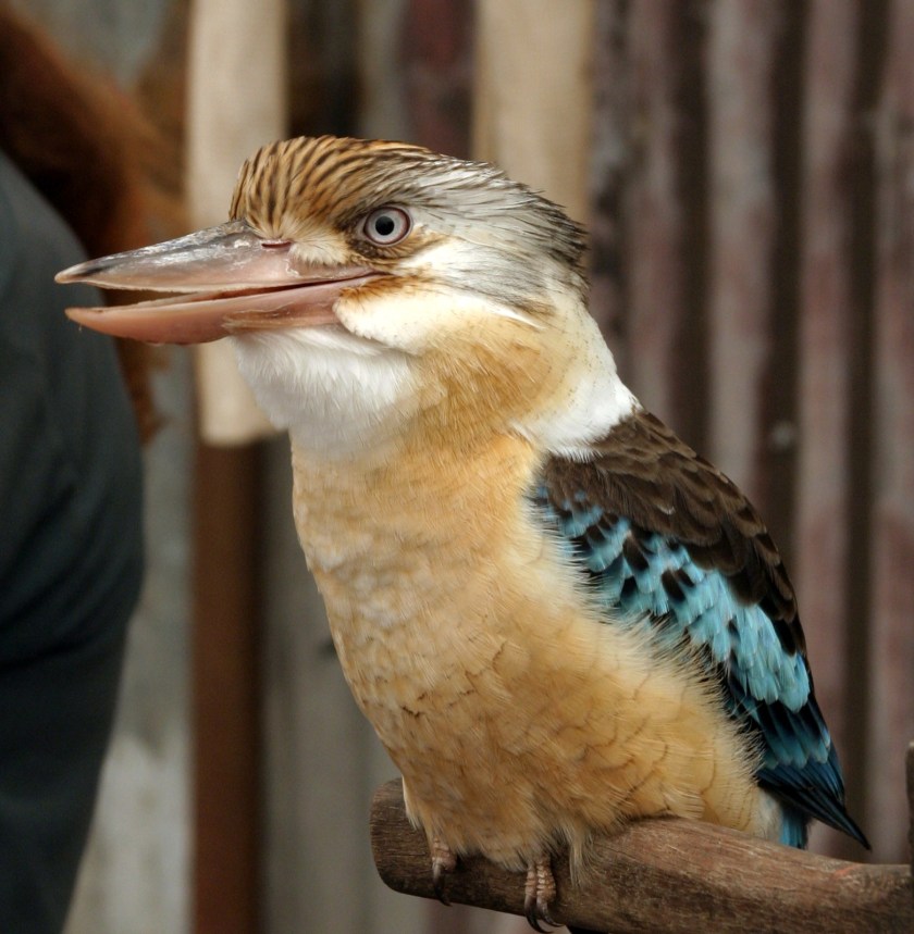Kookaburra_Crop_IMG_9342