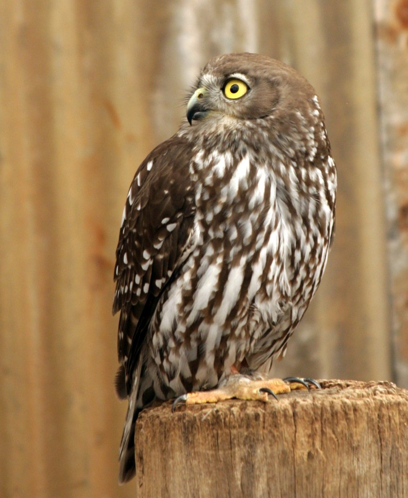 Owl_Crop_IMG_9329