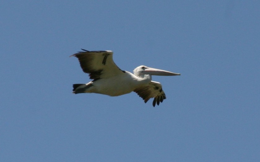 Pelican
