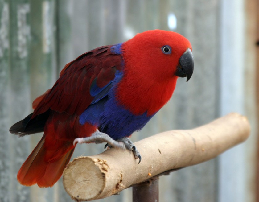 Red_Parrot_IMG_9313