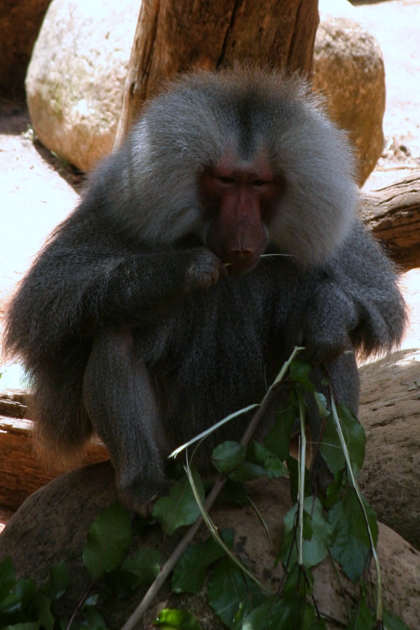 Perth Zoo - Bad Hair Day