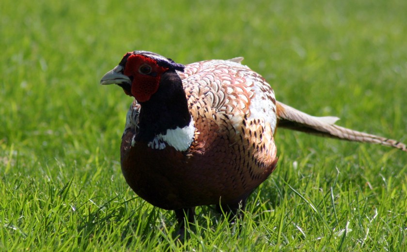 Pheasant