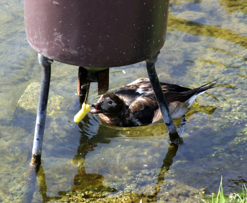 Feed Me, Feed Me Now