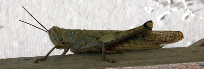 Grasshopper