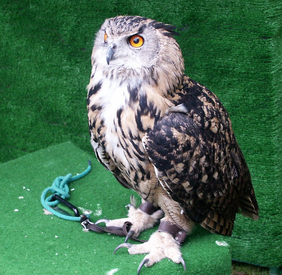 Eagle Owl