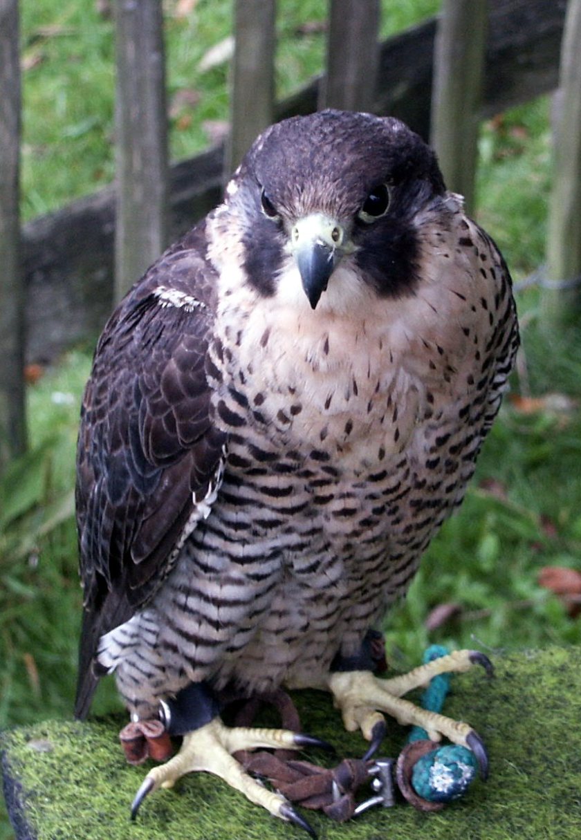 Peregrin Falcon