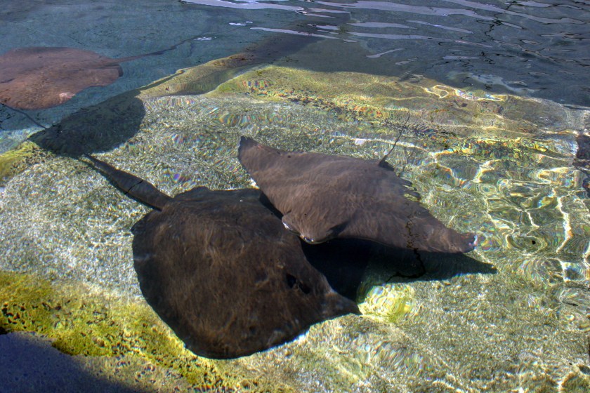 Rays - Sea World. They are in a touch pool and moved so gracefully with a ripple of their wings.