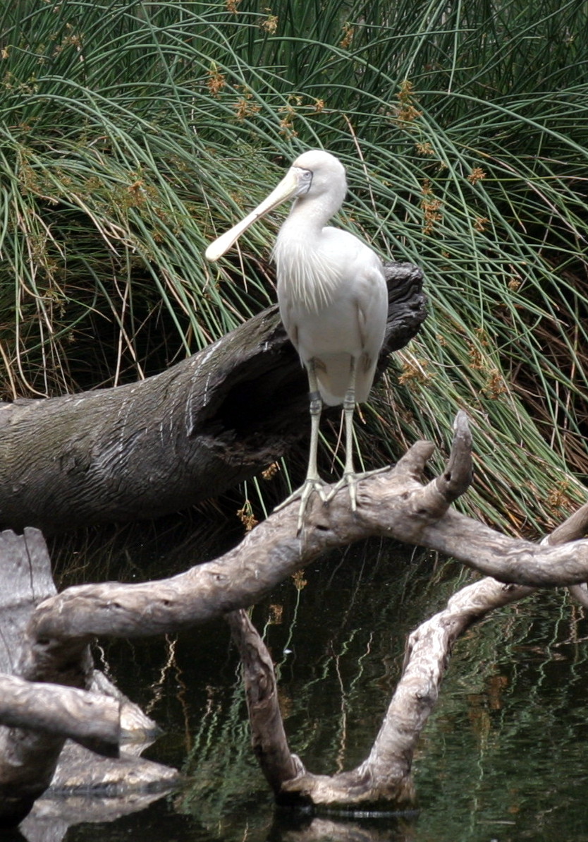 Perth Zoo - Spoonbill