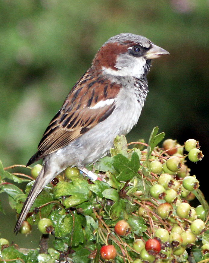 Sparrow