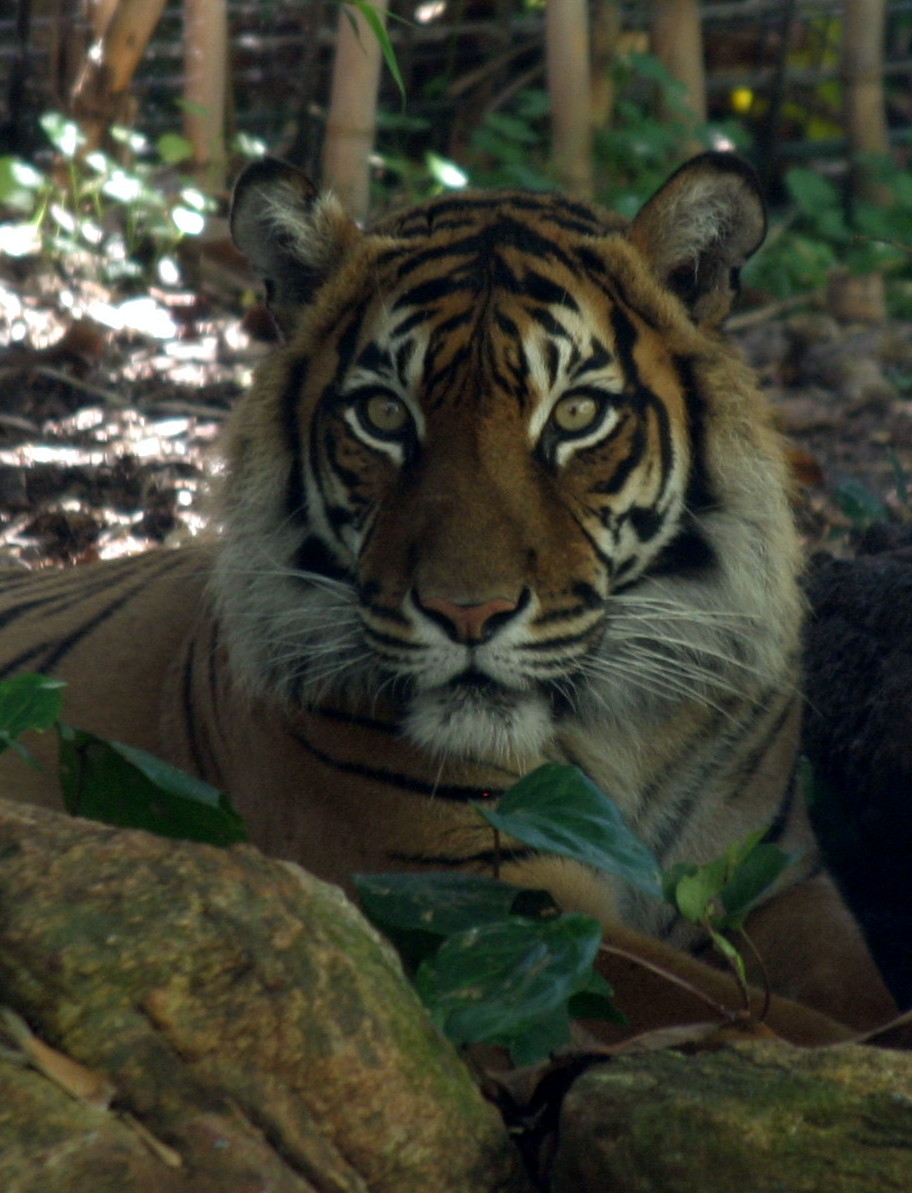 Perth Zoo - Tiger