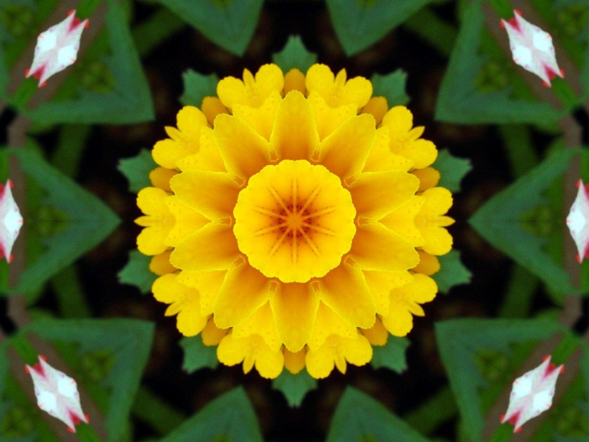 Marigold Kaleidoscoped