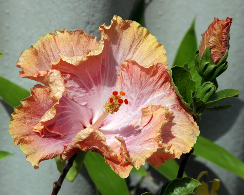 Hibiscus - I Think !!