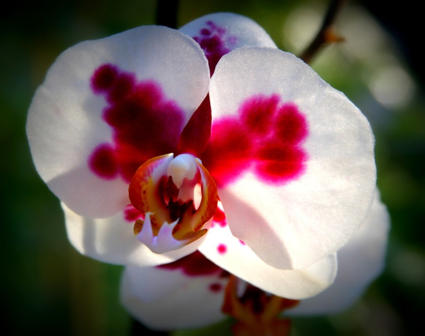 orchid3
