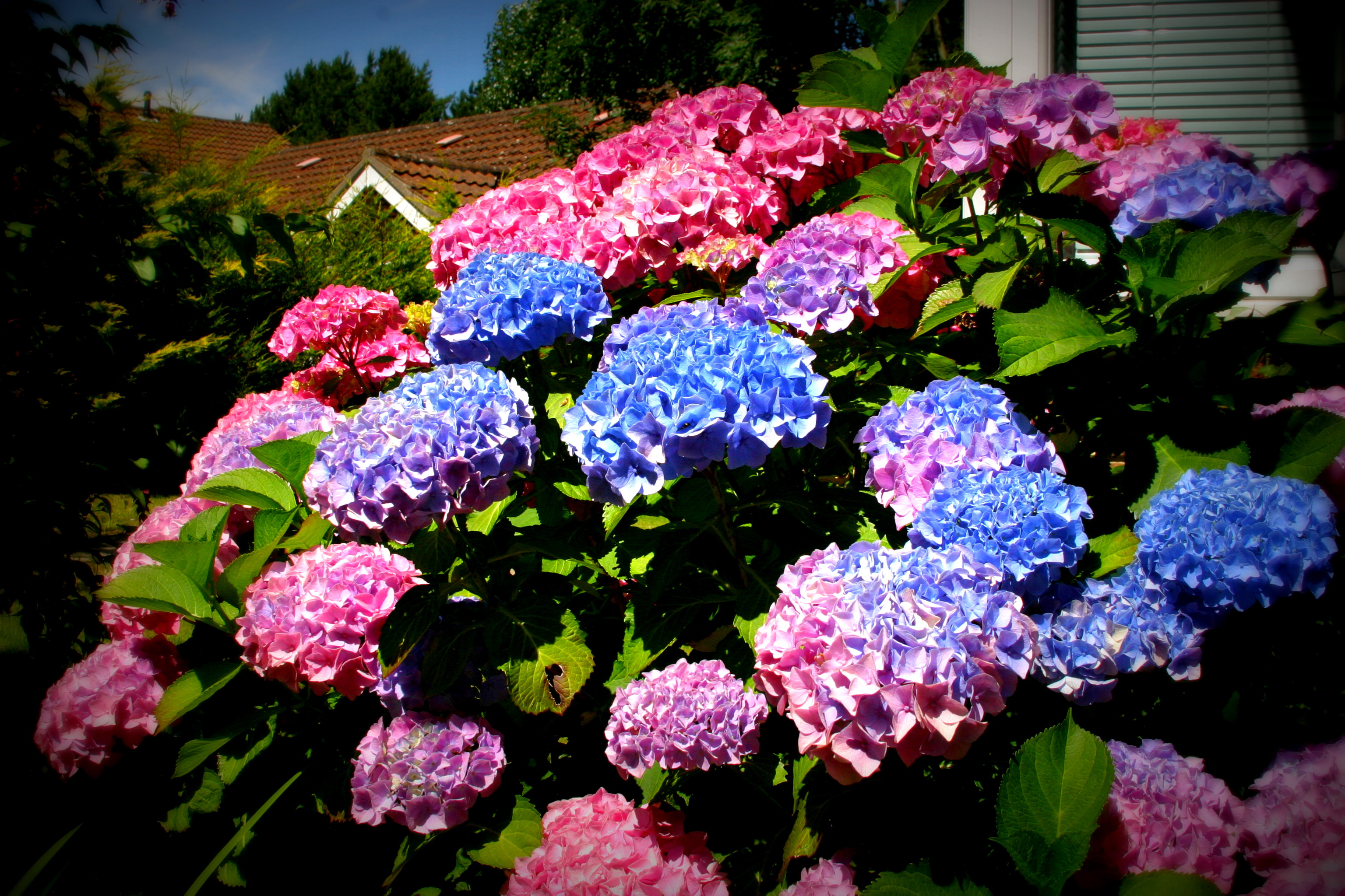 Hydrangea - Called Gwen after the lovely lady who gave my wife this beautiful plant in a pot, many years ago. This is the best display ever and Gwen, the lady, would be very pleased that her present is giving so much pleasure.