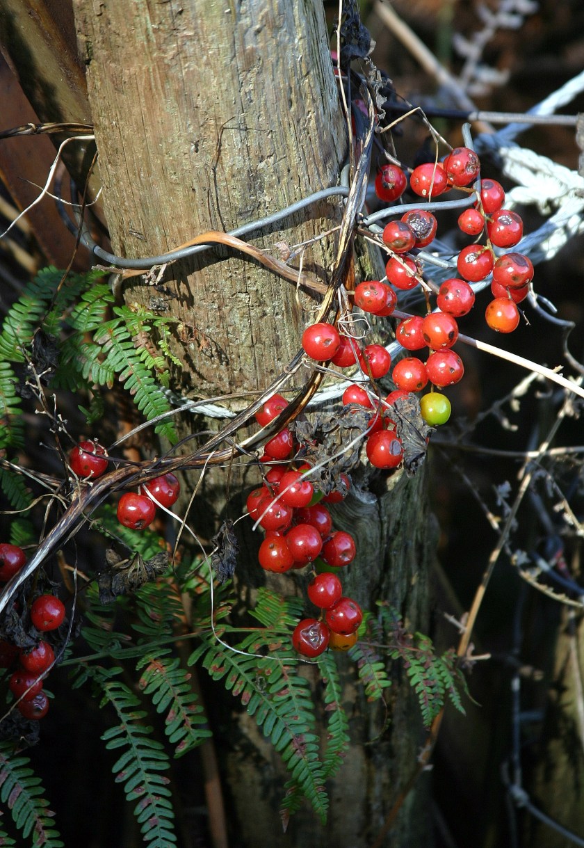 "Tangle" Berries