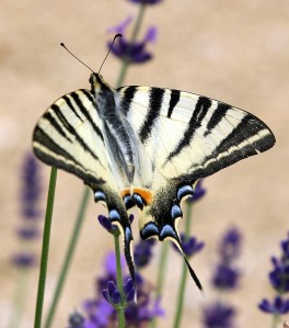 Beautiful butterfly - Flew into reach of my lens while I was visiting Collonges-la-Rouge in the Correze.