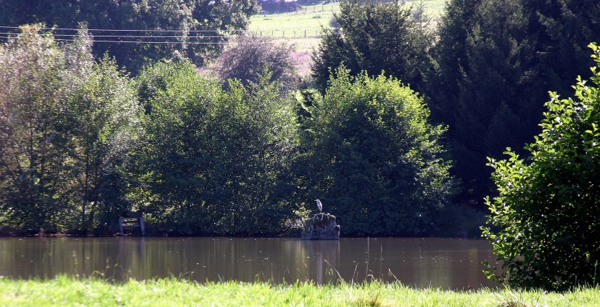 Heron - pond, La Porcherie, Limousin, France