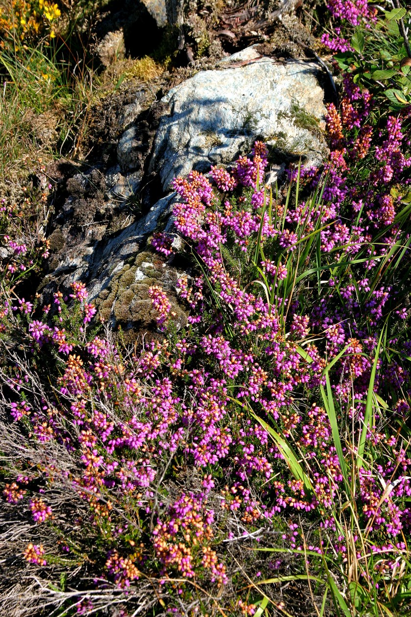 Pierres du Mas, Limousin, France