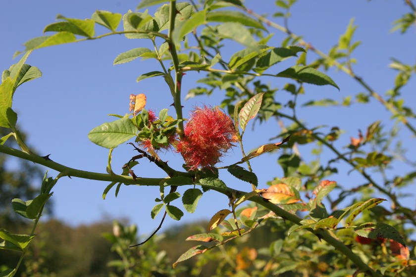 Not sure what this is ? Appears to be on a rose plant