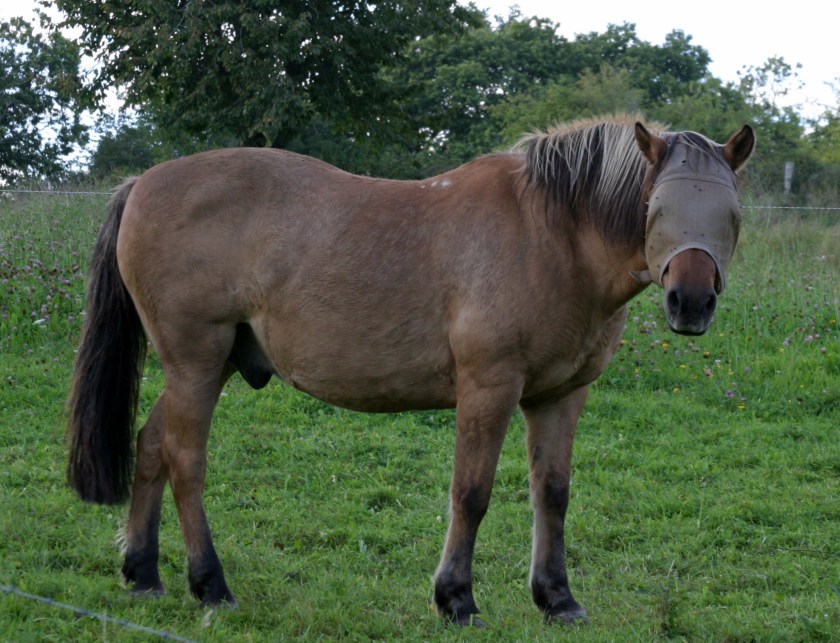 A horse playing "Blind Mans Bluff" or perhaps "pin The Tail On The Donkey"