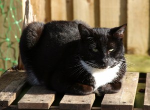 It's A Cats Life - Just Chillin