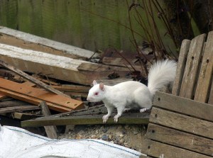 Albino Squirrel