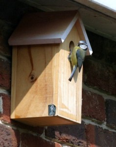 Our New Neighbour, Blue Tit