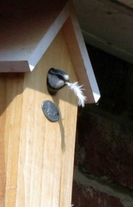 The Wrong Type Of Feather ?