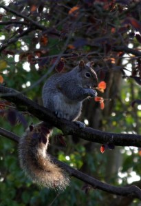 Squirrel2_IMG_2355