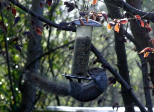 Squirrel4_IMG_2355