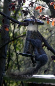 Squirrel5_IMG_2355